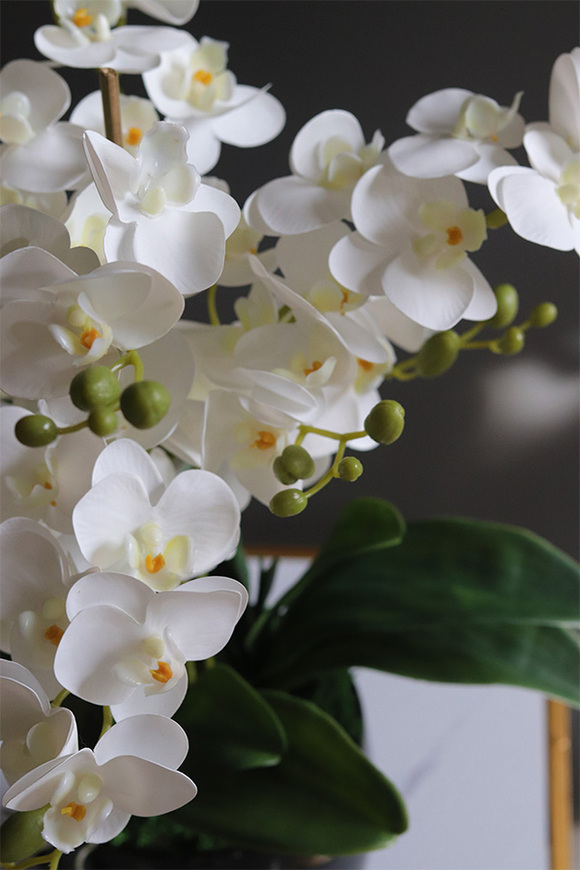 Black Jerda, gumowy storczyk w czarnej doniczce