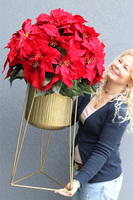 Gwiazda Betlejemska Goldena Większa, wysokiej jakości sztuczna roślina, wym. 96x47cm