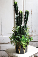 Cacti Black&Gold, sukulenty z kaktusem w czarnej donicy, wys.67cm