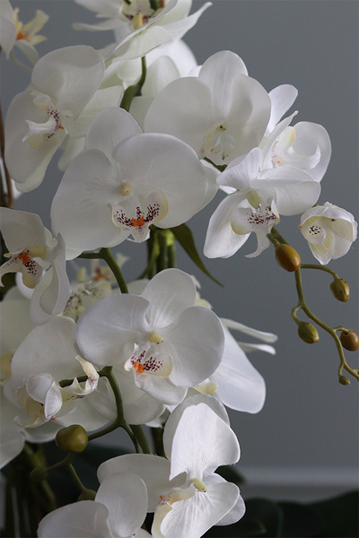 Mediolan Black New, storczyk podłogowy w czarnej donicy, wys.120cm