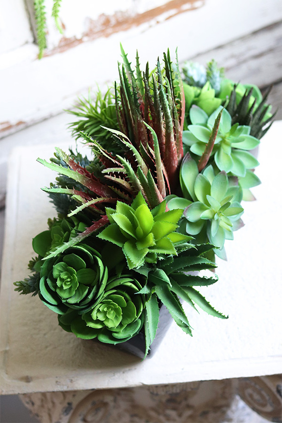 Begra Black, kompozycja sukulenty w podłużnej donicy, wym.27x38cm