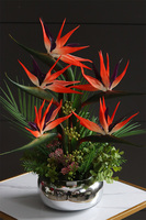 Strelicja Pompadour, egzotyczna kompozycja w szklanej misie