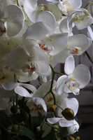 Alessio 2, ekskluzywny storczyk w coolerze, wys.72cm