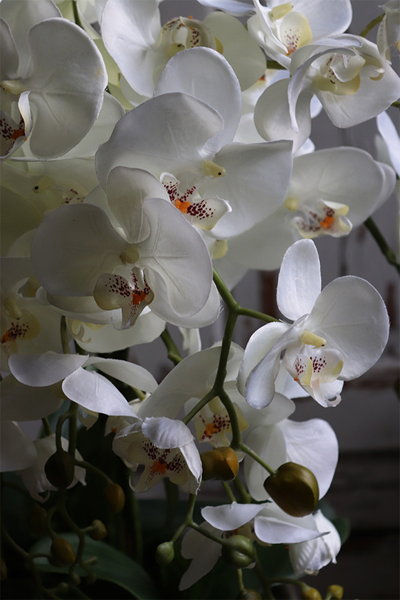 Alessio 2, ekskluzywny storczyk w coolerze, wys.72cm