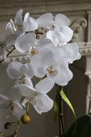 Banerra White New, sztuczny storczyk w biało-srebrnej donicy, wys.50cm  