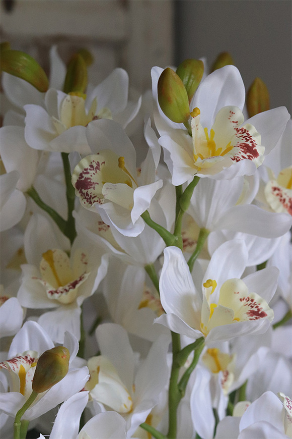 Grande Belezza Cymbydium, bardzo duży storczyk