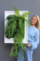 Hotels Fern, atrakcyjna jednostronna rama