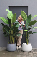 Bananowiec Concrete Bowl sztuczna roślina w donicy