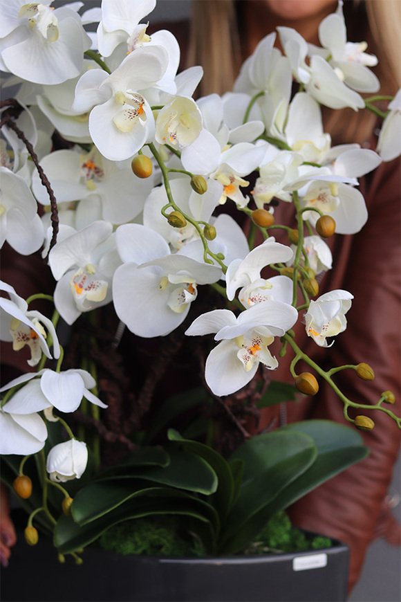 Manfredo Antracyt, ekskluzywny storczyk w donicy