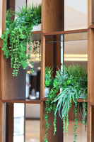 Hilton Green, kompozycja sukulenty w srebrnej donicy