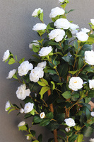 Biała Róża, sztuczne drzewko, wys.180cm