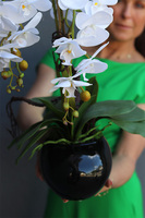 Manferdo Mediara Black, storczyk w asymetrycznej donicy