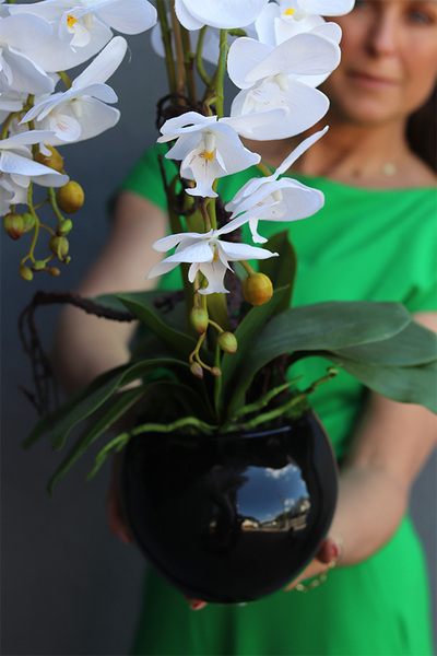 Manferdo Mediara Black, storczyk w asymetrycznej donicy