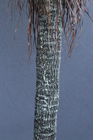 Jukka Rostrata, sztuczna roślina bez donicy, wys.214cm