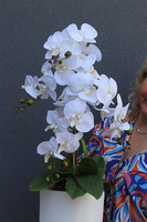 Manfredo Pure White, śnieżnobiały storczyk w wąskiej donicy