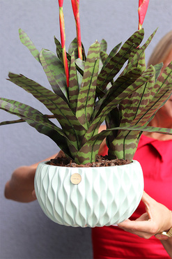 Bromelia Pistacio, sztuczna roślina w doniczce, wys.68cm