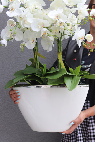 Laos Macadamia, sztuczny storczyk w donicy