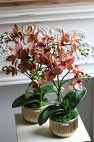 Clementina Granada, gumowy storczyk