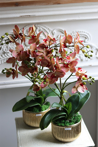 Clementina Granada, gumowy storczyk