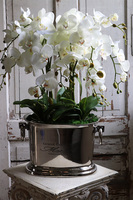 Alessio 2, ekskluzywny storczyk w coolerze, wys.72cm