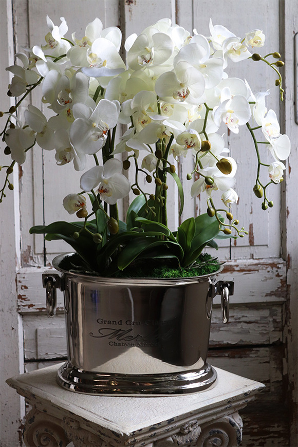 Alessio 2, ekskluzywny storczyk w coolerze, wys.72cm