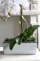 Banerra White New, sztuczny storczyk w biało-srebrnej donicy, wys.50cm  