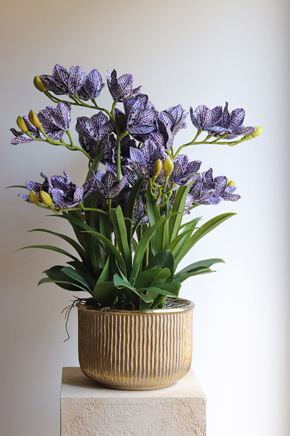 Violet Antique, gumowy storczyk cymbydium w doniczce