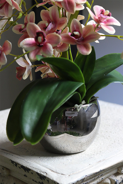 Heliana Basics, gumowy storczyk w srebrnym naczyniu