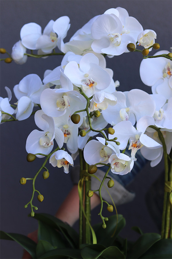 Leo White Silver, storczyk w biało-srebrnej donicy, wys.57cm