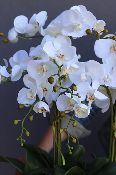 Leo White Silver, storczyk w biało-srebrnej donicy, wys.57cm