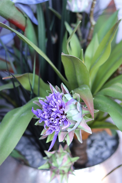 Strelicja Freemont, kompozycja w srebrnej donicy