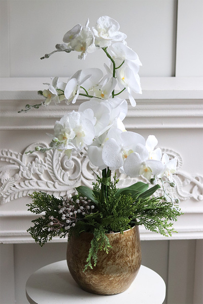 White Snow Oliver, elegancki storczyk zimowy