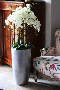 Grande Teoso, storczyk podłogowy w srebrnej donicy, wys.132cm 