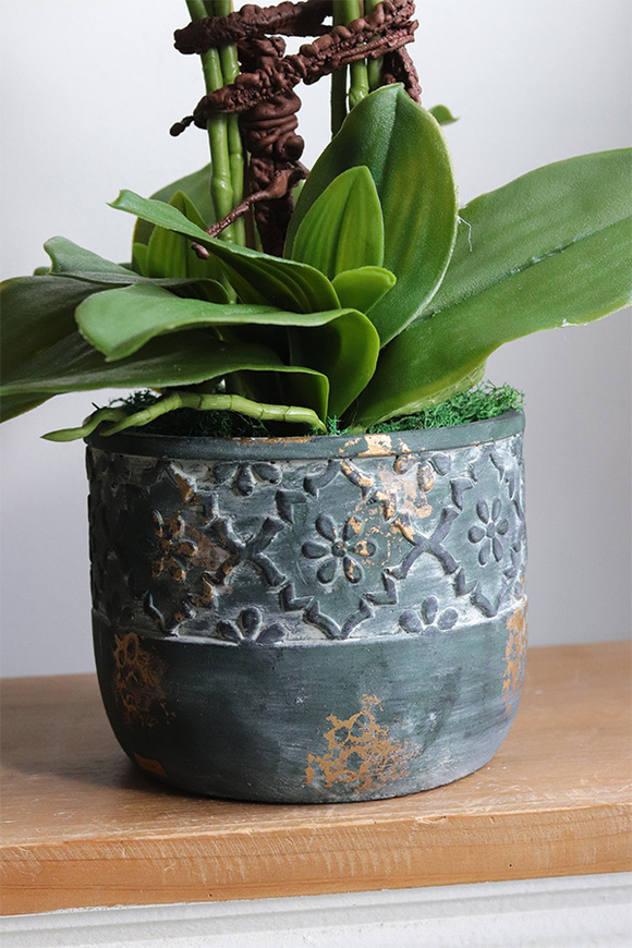 Leonite, storczyk w doniczce