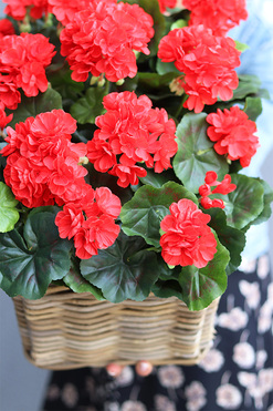 Pelargonia Classic, kosz z czerwonymi kwiatami, wys.39cm