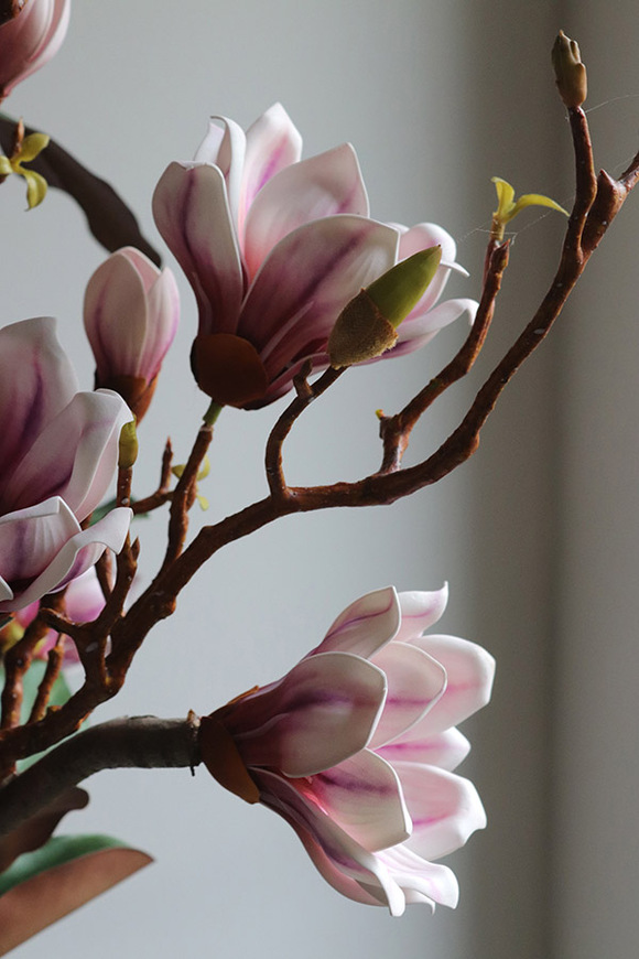 Magnolia Silveria, sztuczne drzewko w donicy