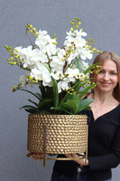 Goldenario Ellie, biały gumowy storczyk w złotej donicy