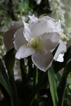 Amarylis Biel w koszu z trawy, wys.75cm 