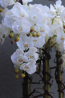 Fiberglass Grande Quadrina, ekskluzywny wysoki biały storczyk