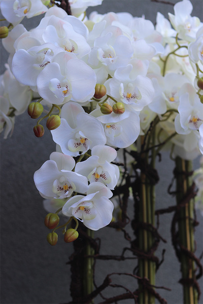 Fiberglass Grande Quadrina, ekskluzywny wysoki biały storczyk