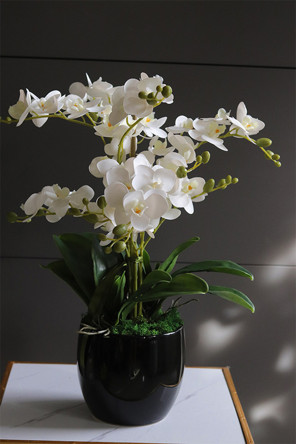 Black Jerda, gumowy storczyk w czarnej doniczce