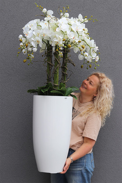 Fiberglass White Lux, efektowny storczyk w białej donicy z fiberglass, wys.118cm