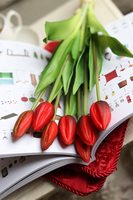 bukiet tulipanów gumowych, Goccia Red, 7szt. dł.40cm