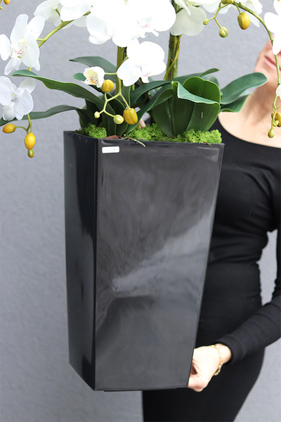Mediolan Black New, storczyk podłogowy w czarnej donicy, wys.120cm