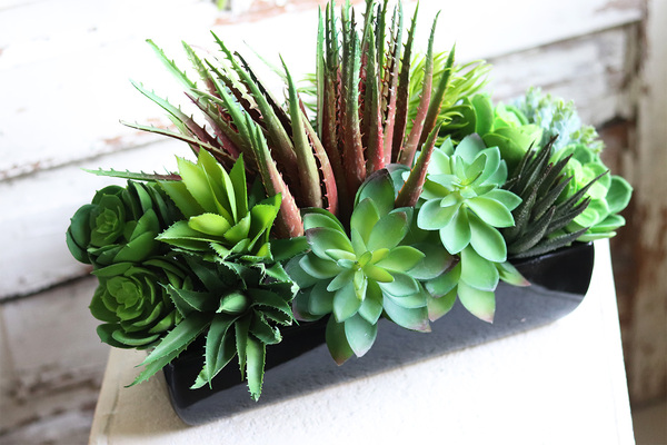 Begra Black, kompozycja sukulenty w podłużnej donicy, wym.27x38cm