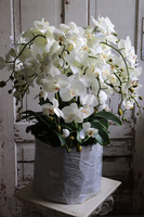 Belladi Saute, storczyk w stretchu do obsadzenia, wys.71cm