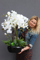 Beddinato Black, storczyk z sukulentami w czarnej donicy, wys.80cm