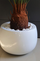 Cykas Fiberglass White, sztuczna roślina w donicy