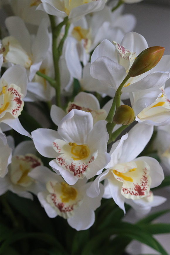 Grande Belezza Cymbydium, bardzo duży storczyk