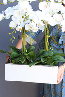 Leo White Silver, storczyk w biało-srebrnej donicy, wys.57cm